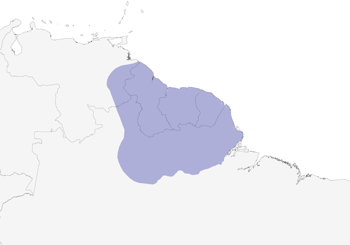 Saltarín Enano, Distribución 1