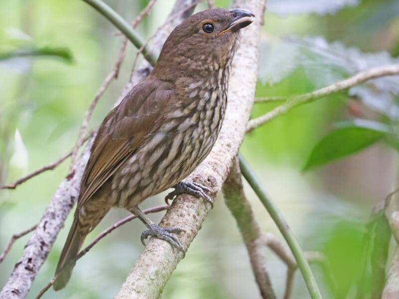 Tooth-billed Bowerbird, 照片 3