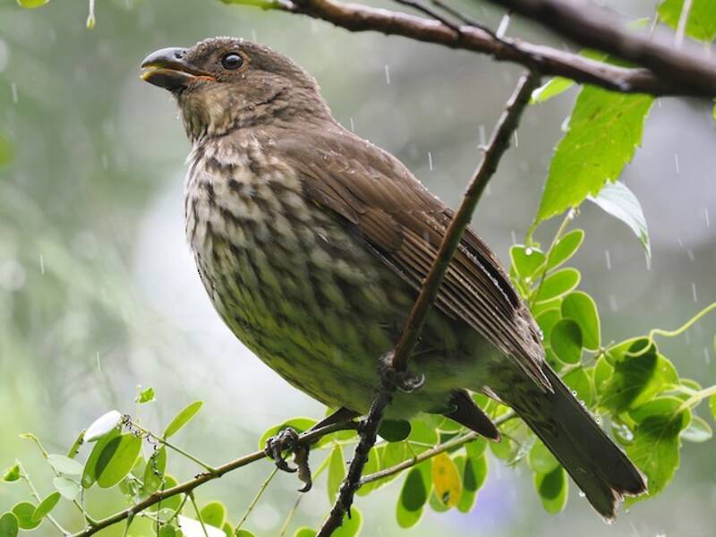 Tooth-billed Bowerbird, 照片 4