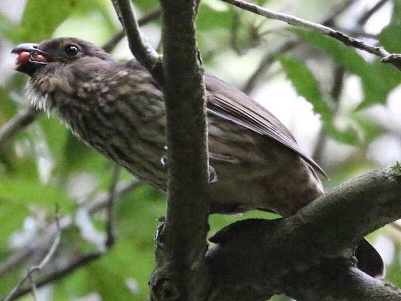 Tooth-billed Bowerbird