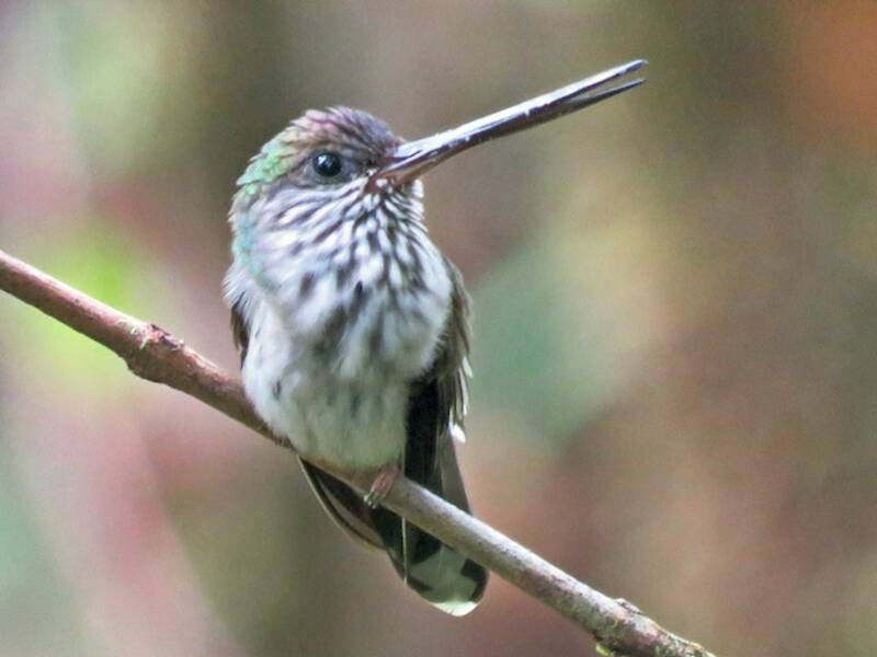 Colibrì beccodentato, Foto 3