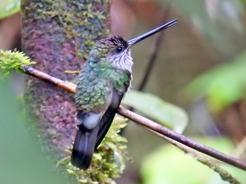Colibrì beccodentato, Foto 2