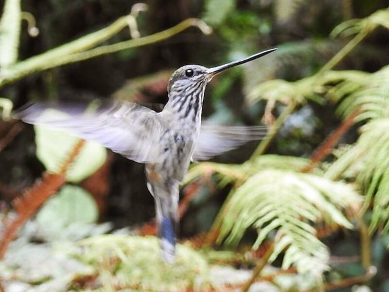 Colibrì beccodentato, Foto 4