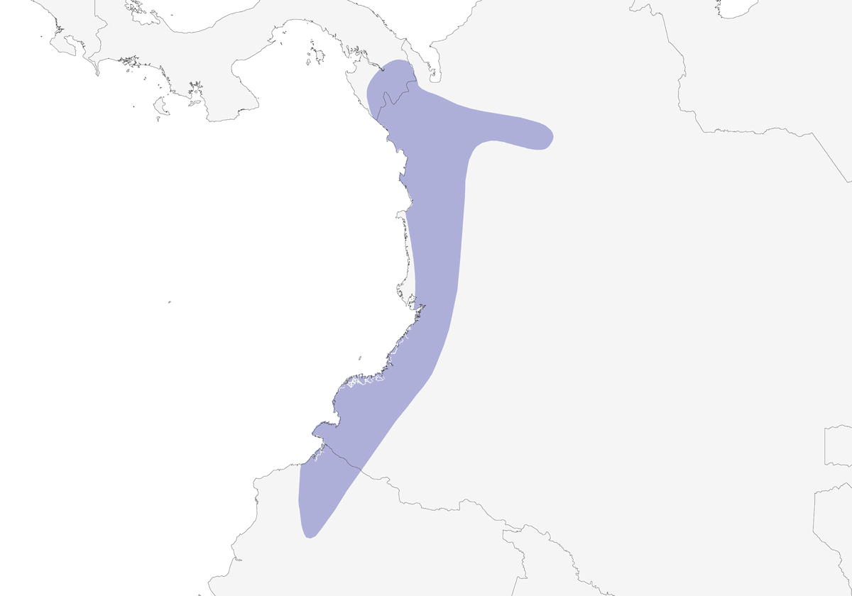 Colibrì beccodentato, Distribuzione 1