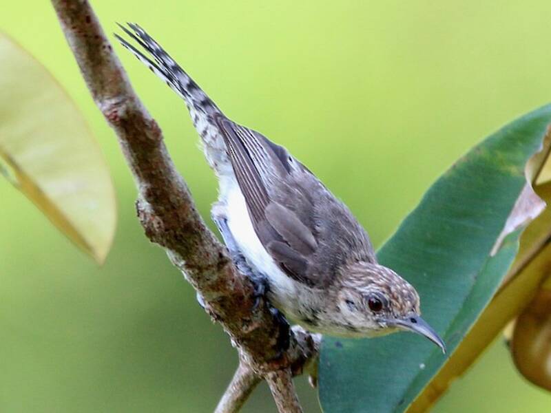 Tooth-billed Wren, 照片 3