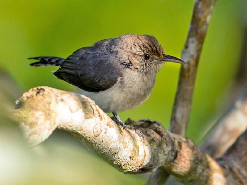 Tooth-billed Wren, 照片 2