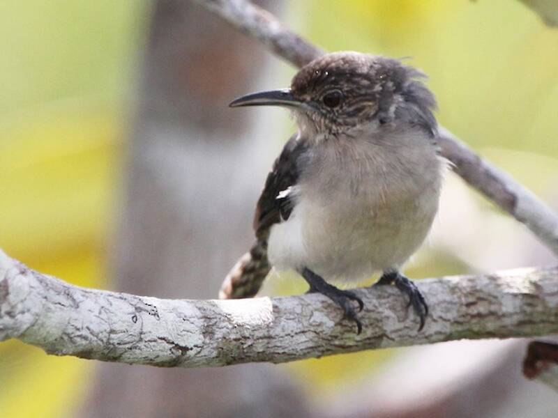 Tooth-billed Wren, 照片 4