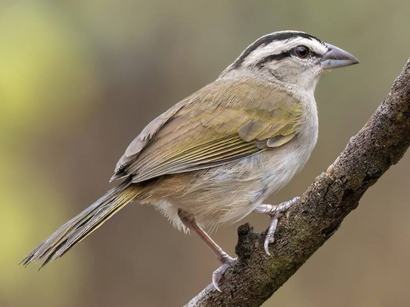 Tocuyo Sparrow