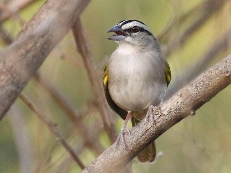 Tocuyo Sparrow, Photos 3