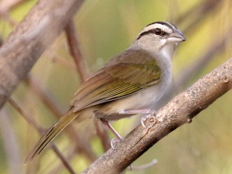 Tocuyo Sparrow, Photos 2