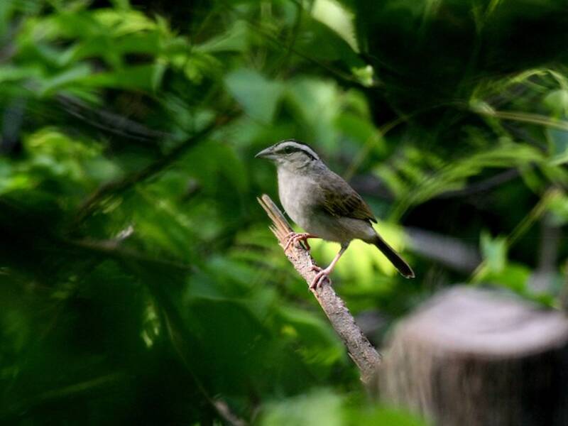 Tocuyo Sparrow, Photos 4