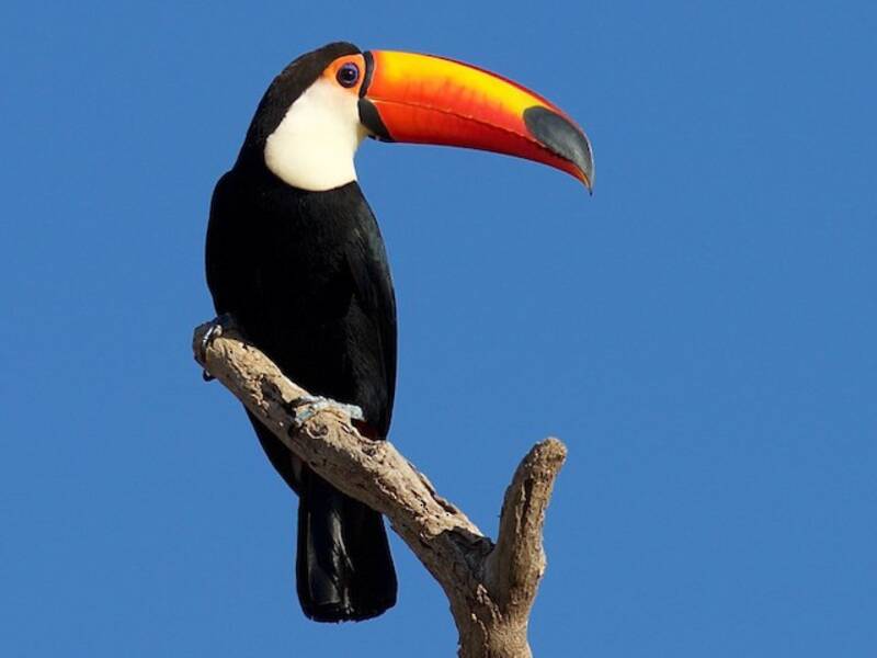 Toucan toco, Photos 4