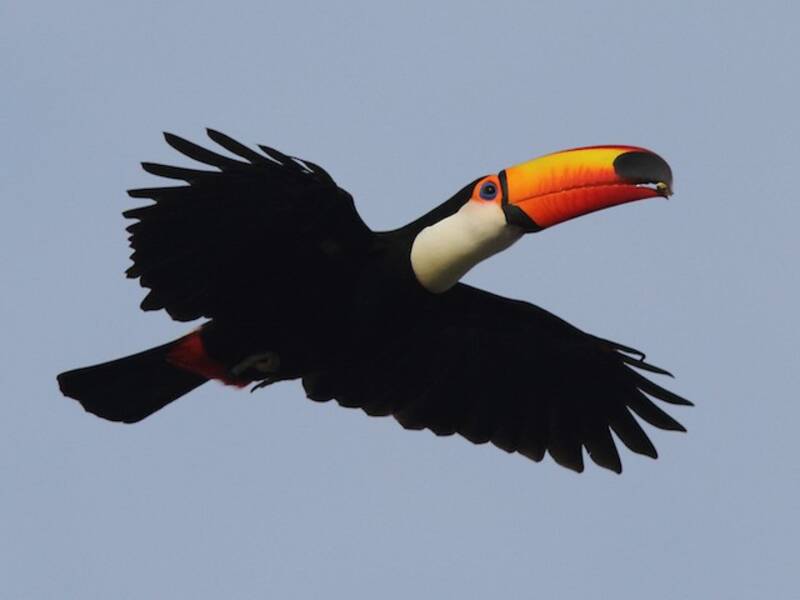 Toucan toco, Photos 3