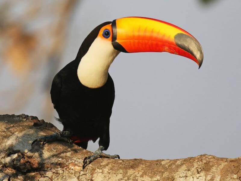 Toucan toco, Photos 2