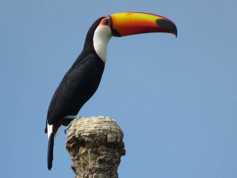 Toco Toucan (Ramphastos toco)