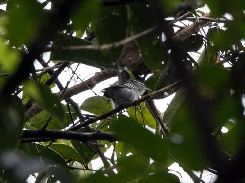 Todd's Antwren