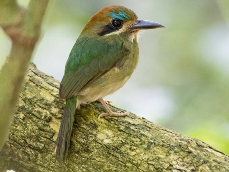 Todymotmot, Fotos 3