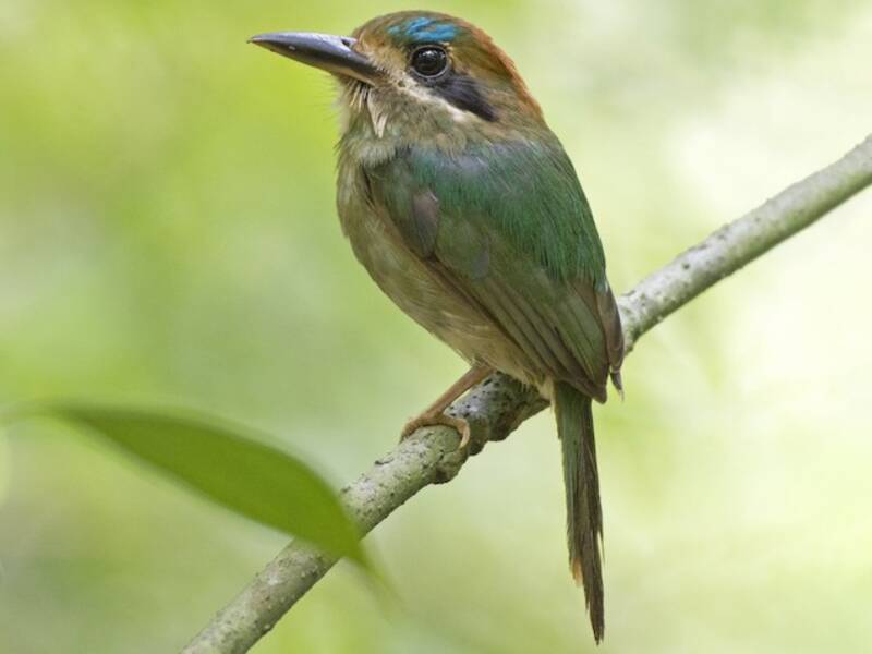 Todymotmot, Fotos 4