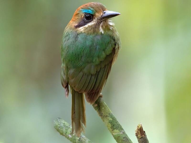 Todymotmot, Fotos 2