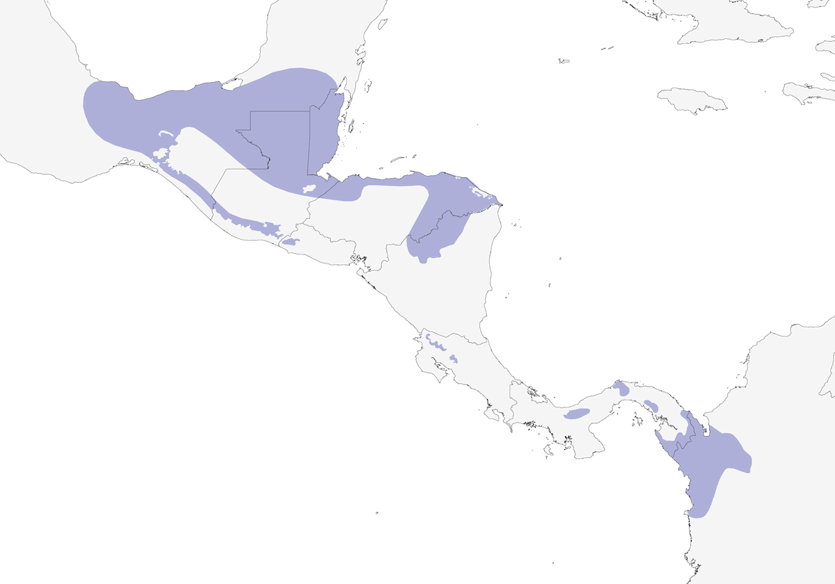 Todymotmot, Verbreitung 1