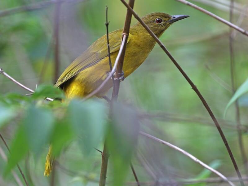Bulbul dorato delle Togian
