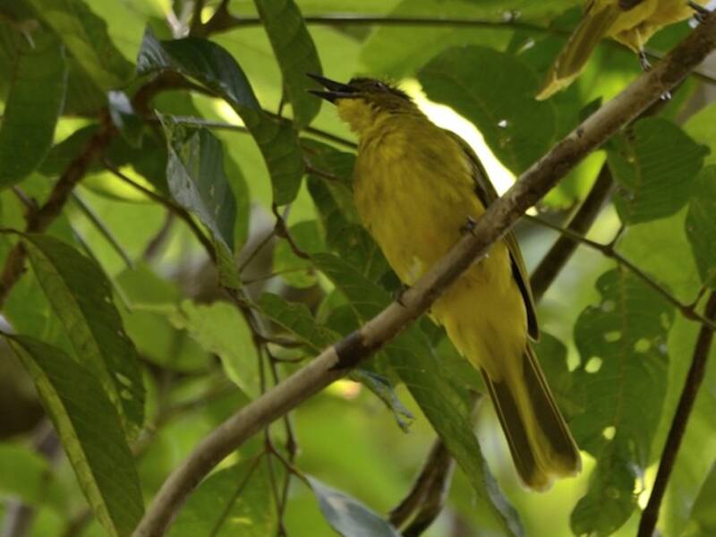Bulbul dorato delle Togian, Foto 3