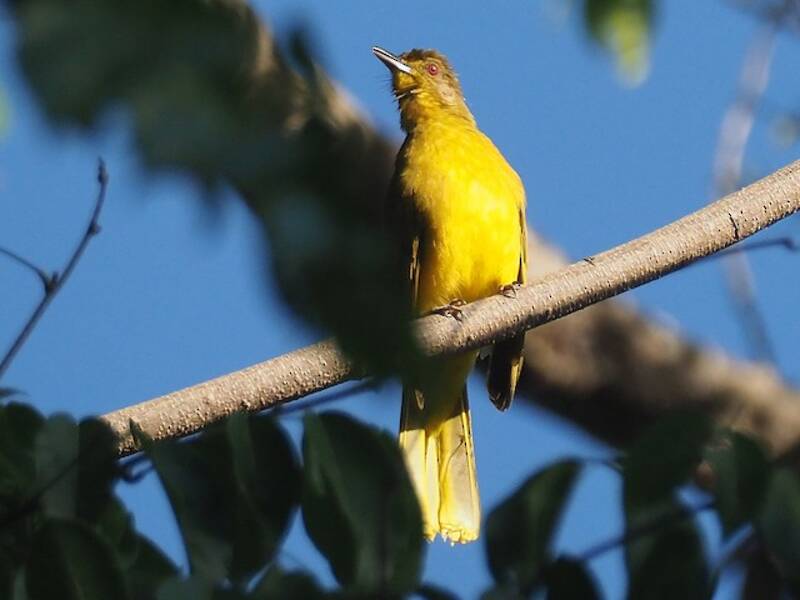 Bulbul dorato delle Togian, Foto 2
