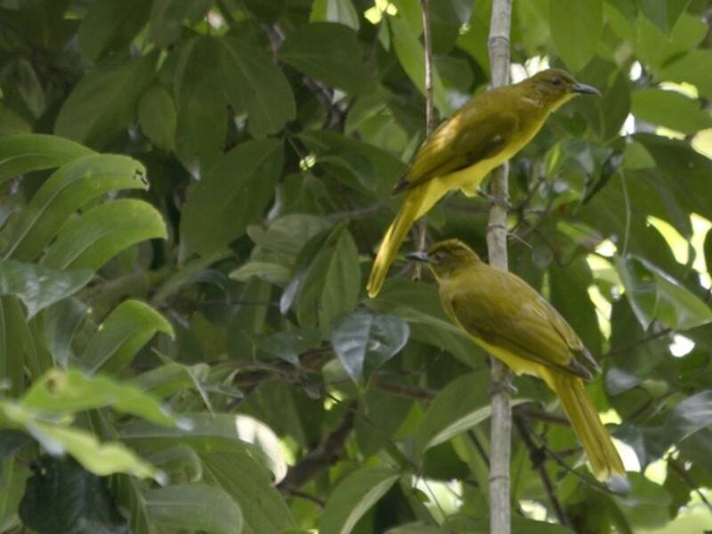 Bulbul dorato delle Togian, Foto 4