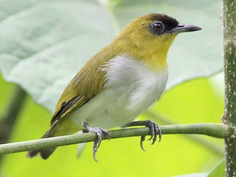 Togian White-eye, 照片 2