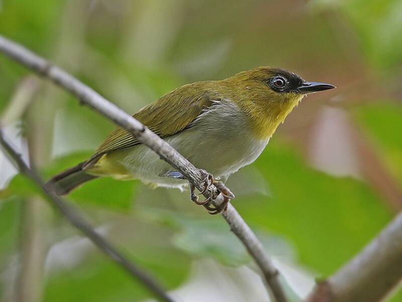 Togian White-eye, 照片 3