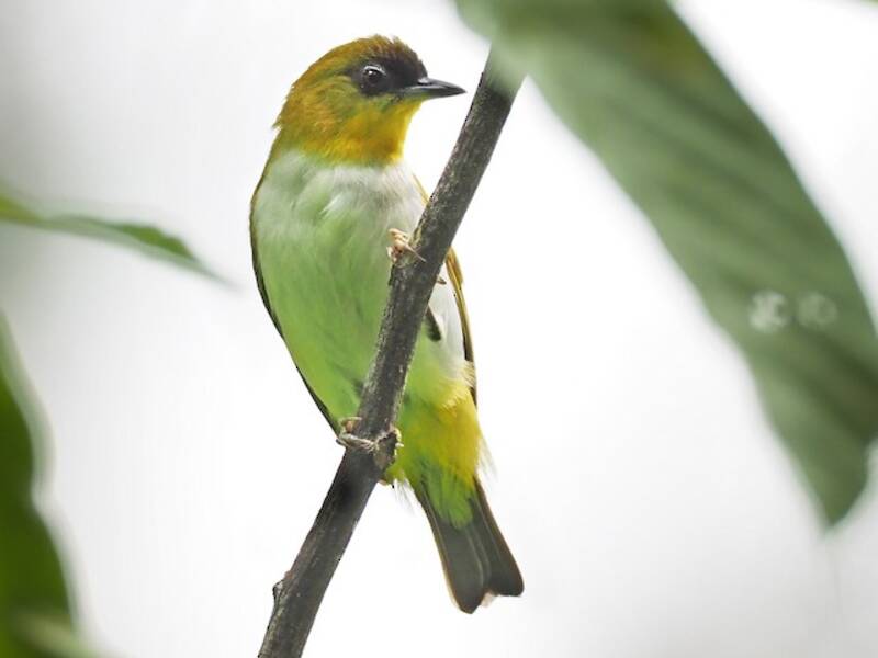 Togian White-eye, 照片 4