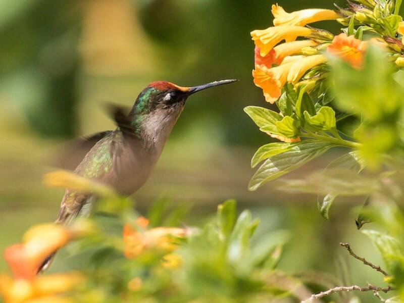 Colibrí cabeciflorida de Tolima, Fotos 4