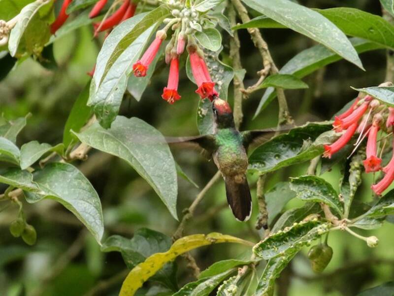 Colibrí cabeciflorida de Tolima, Fotos 3