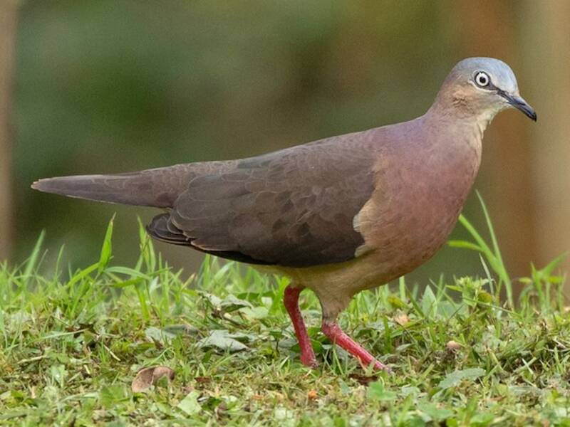 Tolima Dove, Photos 2