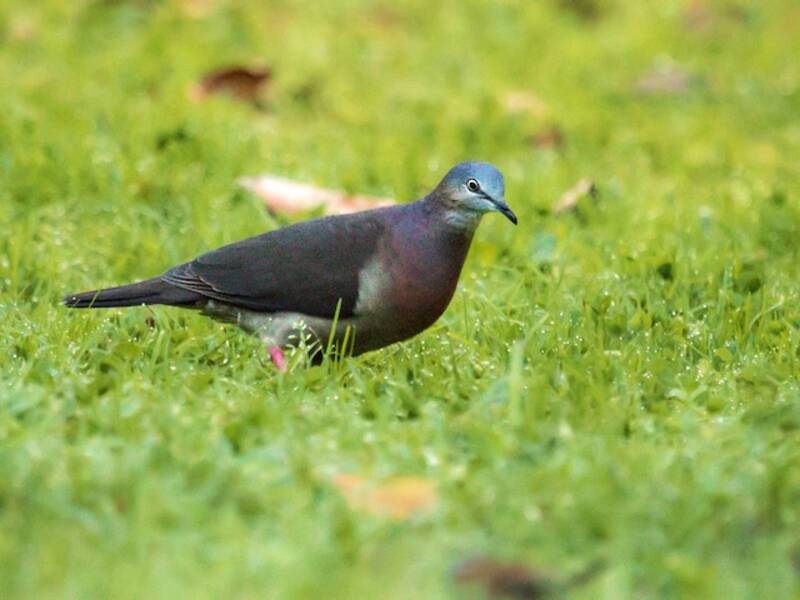 Tolima Dove, Photos 3