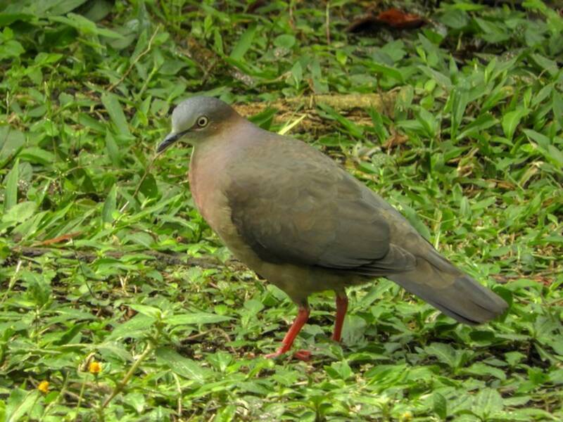 Tolima Dove, Photos 4