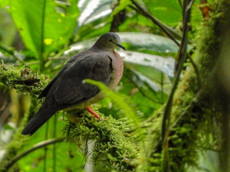 Tolima Dove