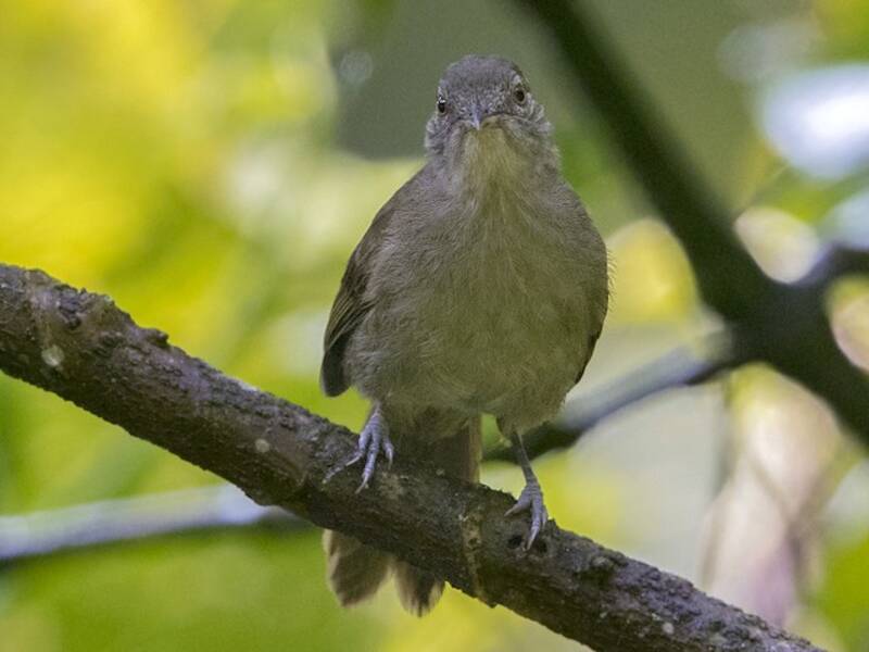 Toro Olive-Greenbul