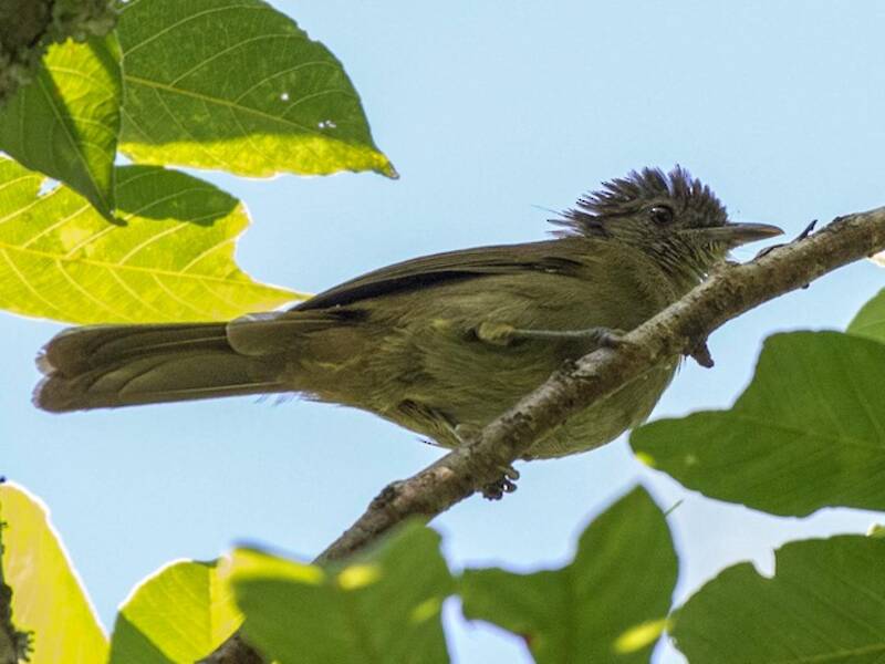 Bulbul Oliváceo de Toro, Fotos 3