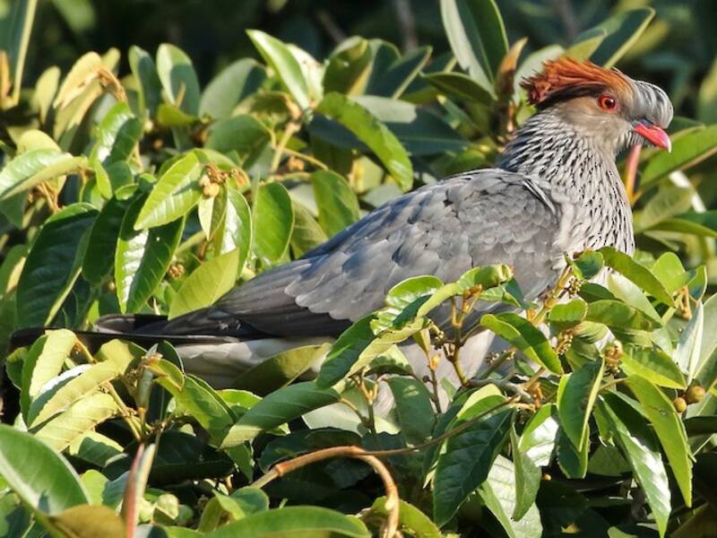 Topknot Pigeon, Photos 4