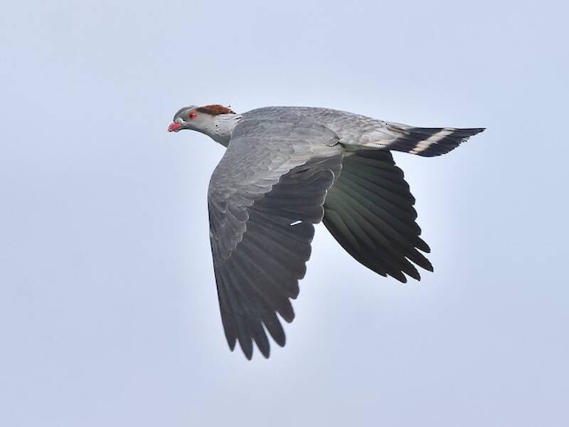 Topknot Pigeon, Photos 3