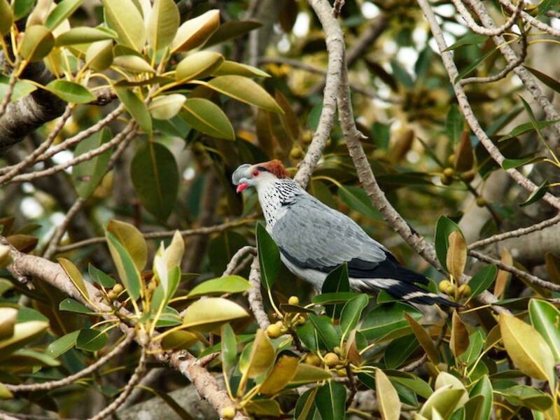 Topknot Pigeon, Photos 2