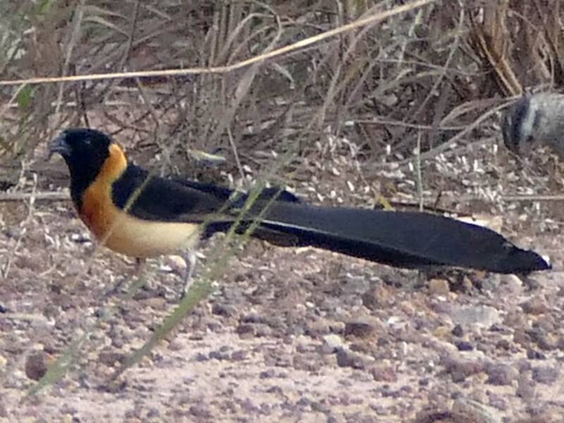 Vedova del Paradiso del Togo, Foto 3
