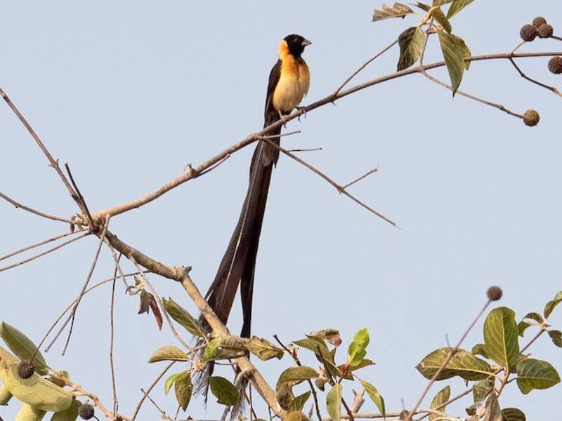 Vedova del Paradiso del Togo, Foto 2
