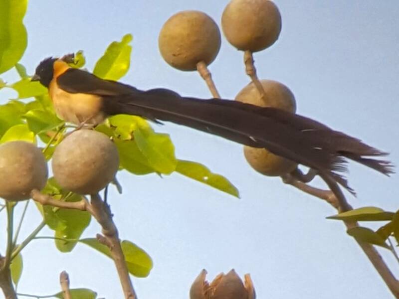 Vedova del Paradiso del Togo, Foto 4