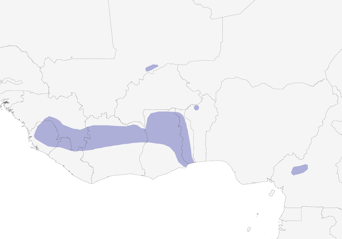 Vedova del Paradiso del Togo, Distribuzione 1