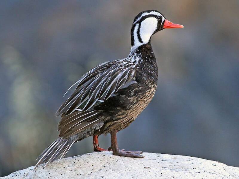 Anatra di torrente, Foto 4
