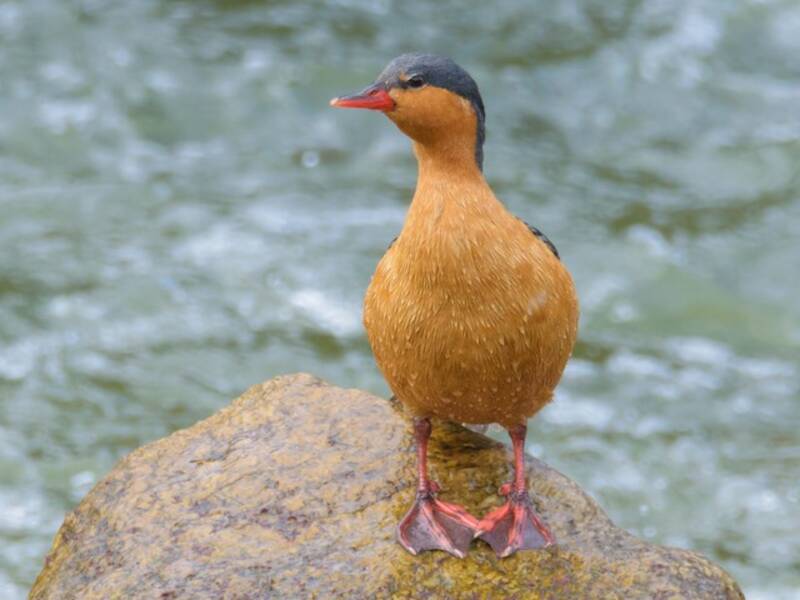 Anatra di torrente, Foto 3