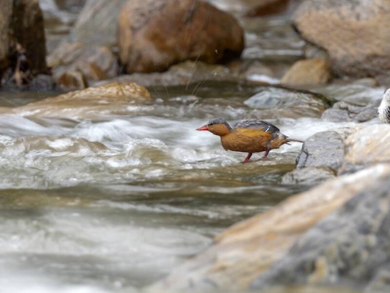 Canard torrenticole