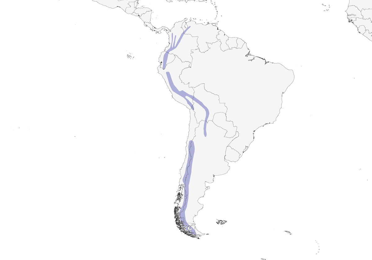 Anatra di torrente, Distribuzione 1